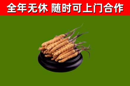 松山回收冬虫夏草
