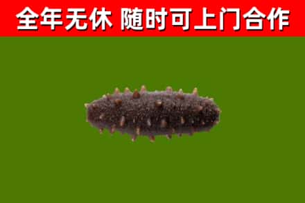 松山回收海参干